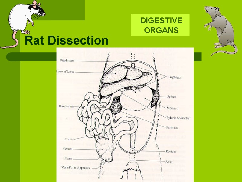Rat Dissection  DIGESTIVE  ORGANS